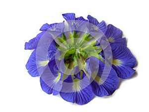 Butterfly Pea Two