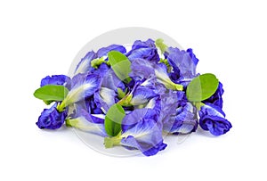 Butterfly pea on white background