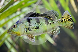 Butterfly peacock bass Cichla ocellaris