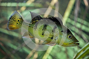 Butterfly peacock bass Cichla ocellaris