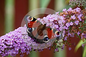 Butterfly - peacock butterfly - Inachis io - sits on a butterfly lilac in fron a butterfly lilac