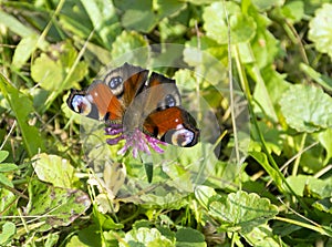 The butterfly of peacock eye, Inachis io, Nymphalidae, sitting o