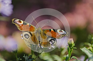 Butterfly peacock eye inachis io sits on a flower spreading it