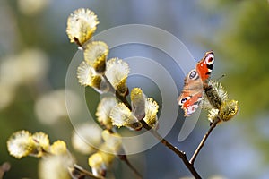 Butterfly Peacock-eye Nymphalidae spring Sunny day on the will