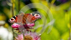 Butterfly peacock eye on red immortelle flower