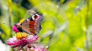 Butterfly peacock eye on red immortelle flower