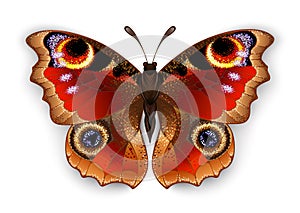 Butterfly peacock eye on white background