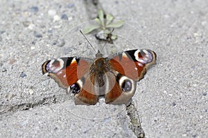 Butterfly Peacock eye