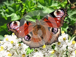 The butterfly peacock (Inachis io)