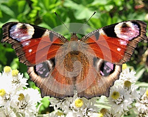 The butterfly peacock (Inachis io)