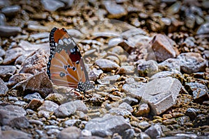 Butterfly on a pebble beach with stones,