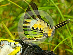 Butterfly perch on a shoe