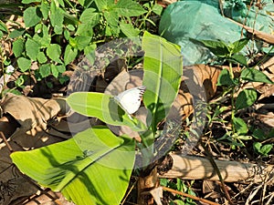 a butterfly perched on a banana tree leaf