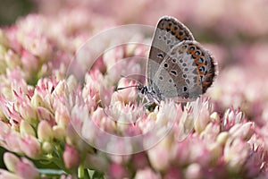 Idas blue butterfly sitting on colorful flowers in nature photo