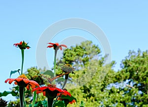 Butterfly Perched on Flower