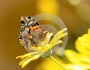 butterfly perched on a flower photo