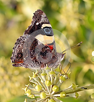 Butterfly perched on flower