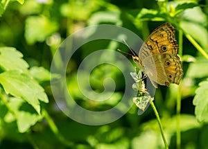 Butterfly perched a flower on green nature background