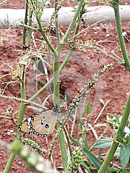 butterfly perched on flower stem with red earth