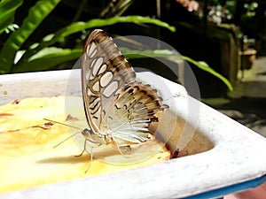 Butterfly perched on food