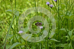 butterfly perched on a grass flower