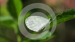 Butterfly perched on a leaves in the garden