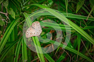 A butterfly perched on a long leaf.