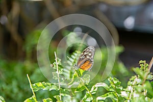 Butterfly perched in the morning sun background