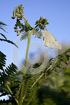 Butterfly perched over a common bracken