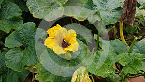 butterfly perched on pumpkin flower full of pollen in the urban vegetable garden. macro photo of yellow flower with insect