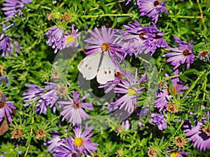 Butterfly perched on purple aster flowers in Omaha's Henry Doorly Zoo and Aquarium in Omaha Nebraska