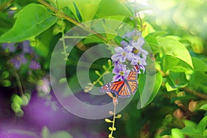 a Butterfly Perched on a Purple Flower on Green Leaves Background