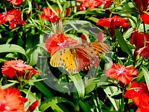 Butterfly perched on a red flower in the garden