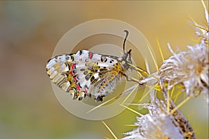 Butterfly perched on a thorny plant