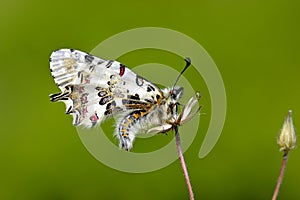 Butterfly perched on a thorny plant