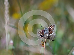 Butterfly perched on a tiny flower in a colorful field of flowers.