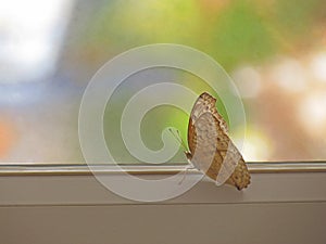 Butterfly perched on window pane against nature background