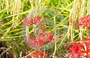 A butterfly perches on a higanbana flower. Ears of rice in the background