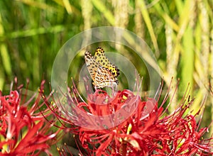 A butterfly perches on a higanbana flower. Ears of rice in the background