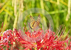 A butterfly perches on a higanbana flower. Ears of rice in the background