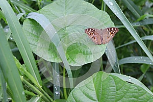 Butterfly perching on green leaves closeup with water droplets after the rain falling.