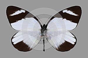 Butterfly Perrhybris lorena photo