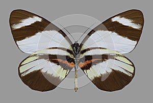 Butterfly Perrhybris lorena underside photo