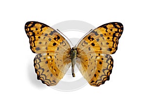 Butterfly Phalanta phalantha (female)