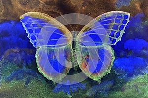 Butterfly in a phantasy world.