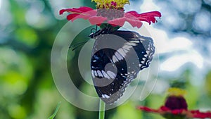 Portrait of black and white butterfly with red flowers photo