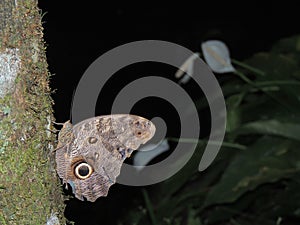 big butterfly called caligo illioneus photo