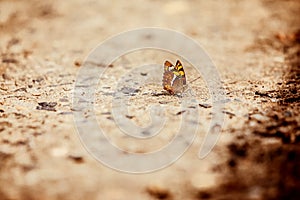 Butterfly Picture In Polo Forest