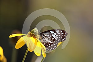 Butterfly Pieridae family animal wildlife blue and white color f