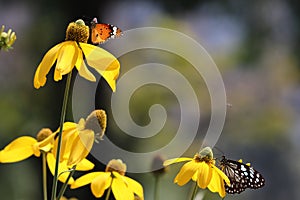 Butterfly Pieridae family animal wildlife blue and white colorful feeding nectar from flower in the garden and daylight in summer